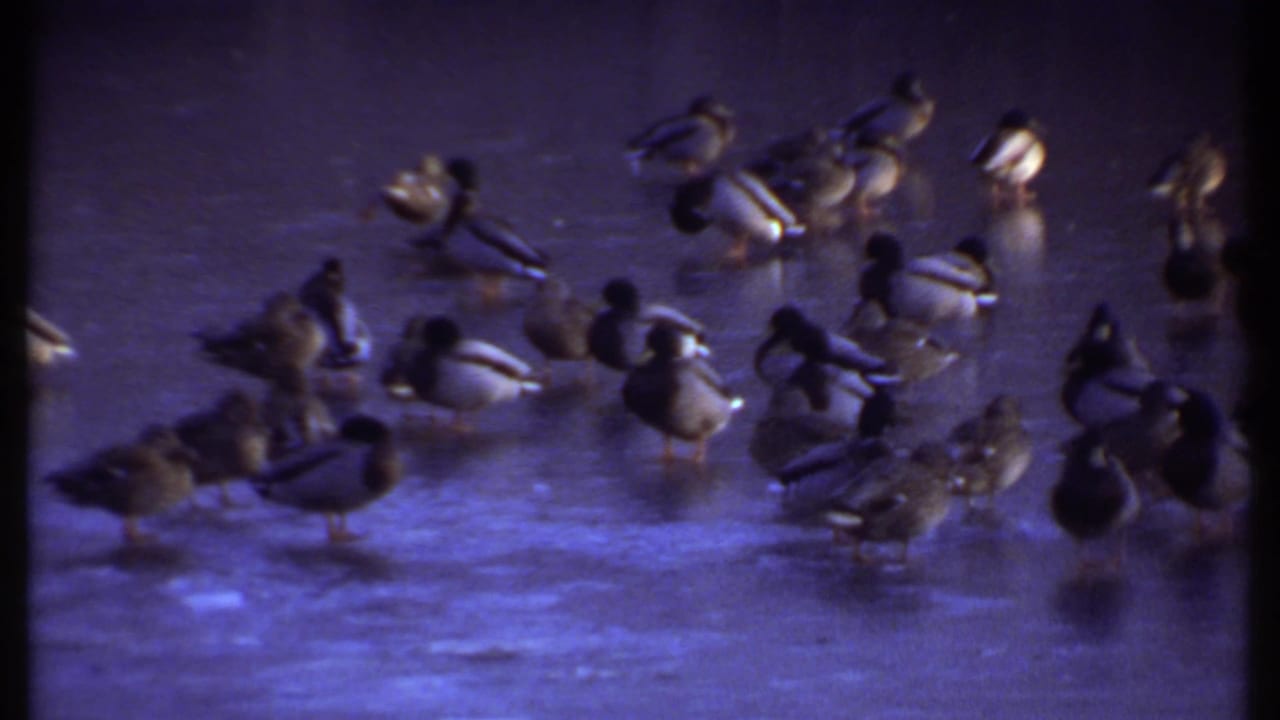 A flock of mallard ducks stands on icy water in Ithaca, New York, in 1979 8mm home-movie footage.