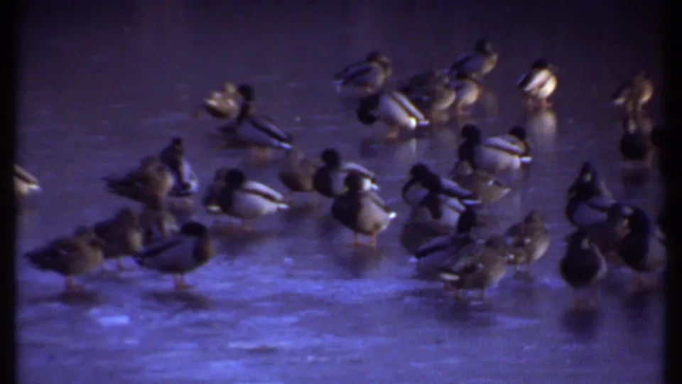 A flock of mallard ducks stands on icy water in Ithaca, New York, in 1979 8mm home-movie footage.