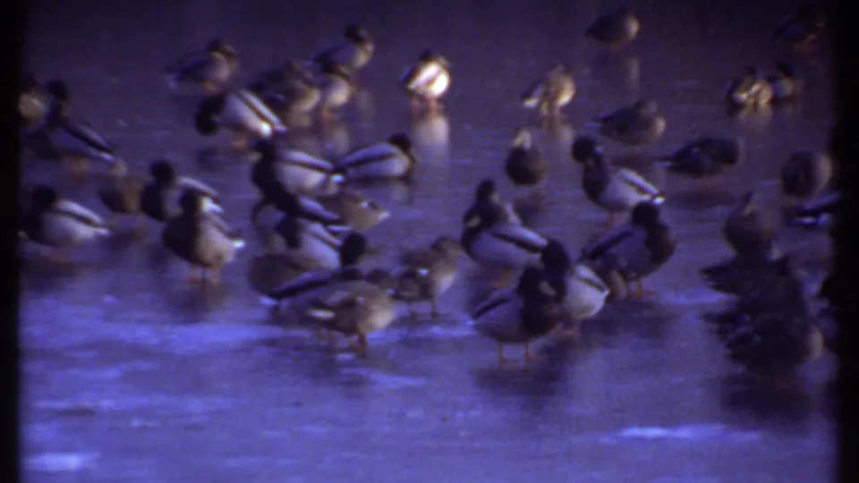 Mallards stand and rest on a frozen pond surface, seen through dark foreground bands in the 1979 Ithaca footage.