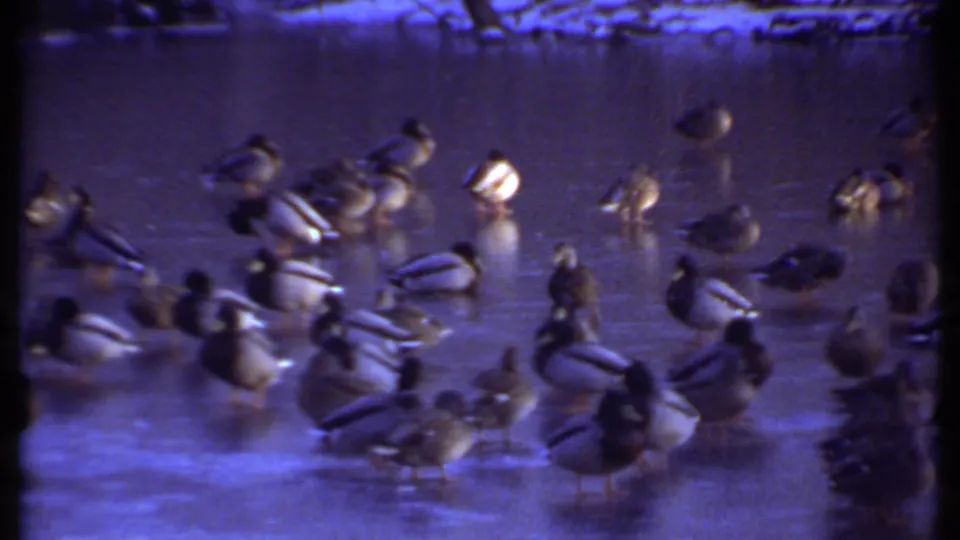 A wider flock view shows mallards grouped on blue ice in the Ithaca winter scene from 1979.