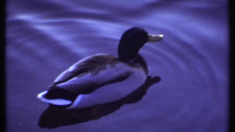 A close view shows one mallard floating in open water, with ripples and reflection in the 1979 Ithaca clip.