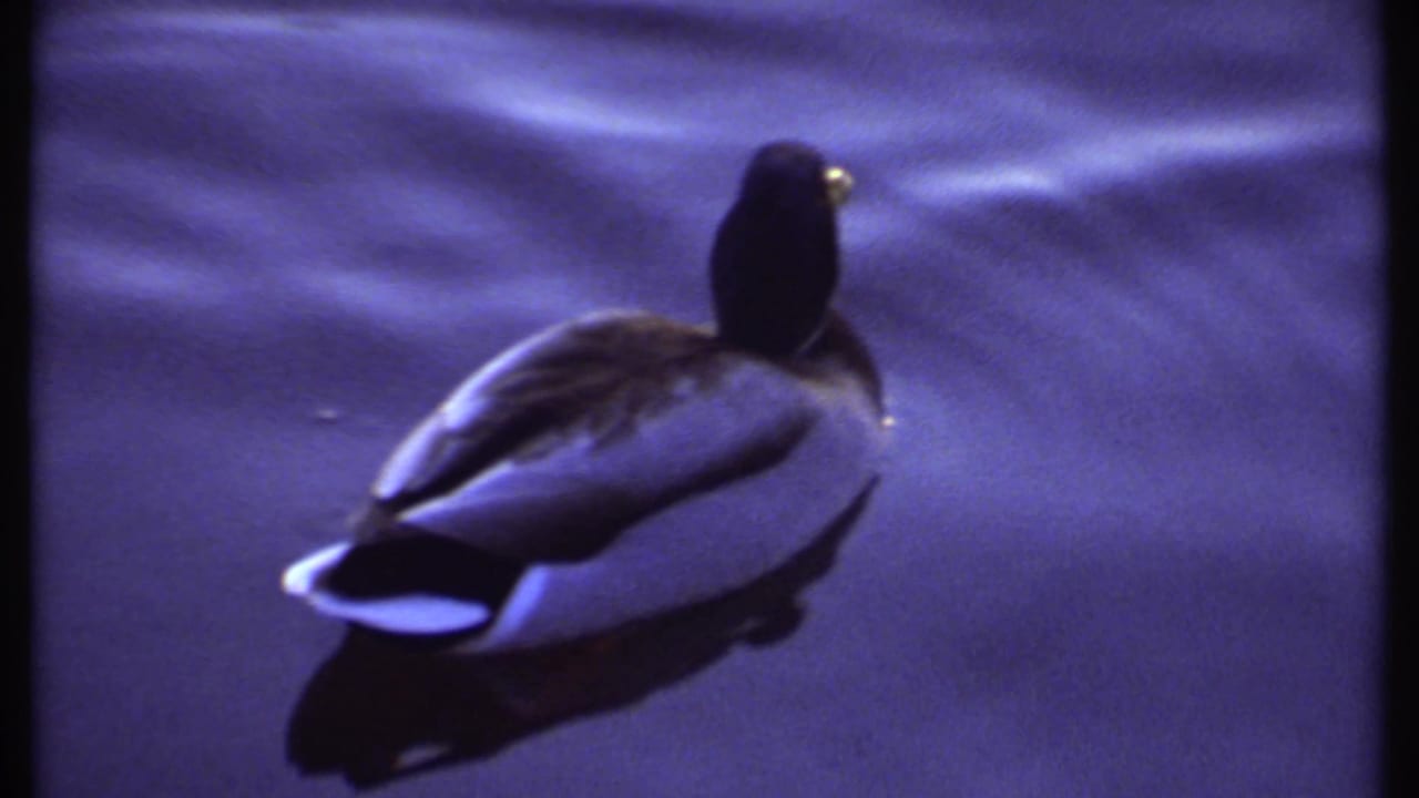 Mallard duck swimming alone in dark rippling water.