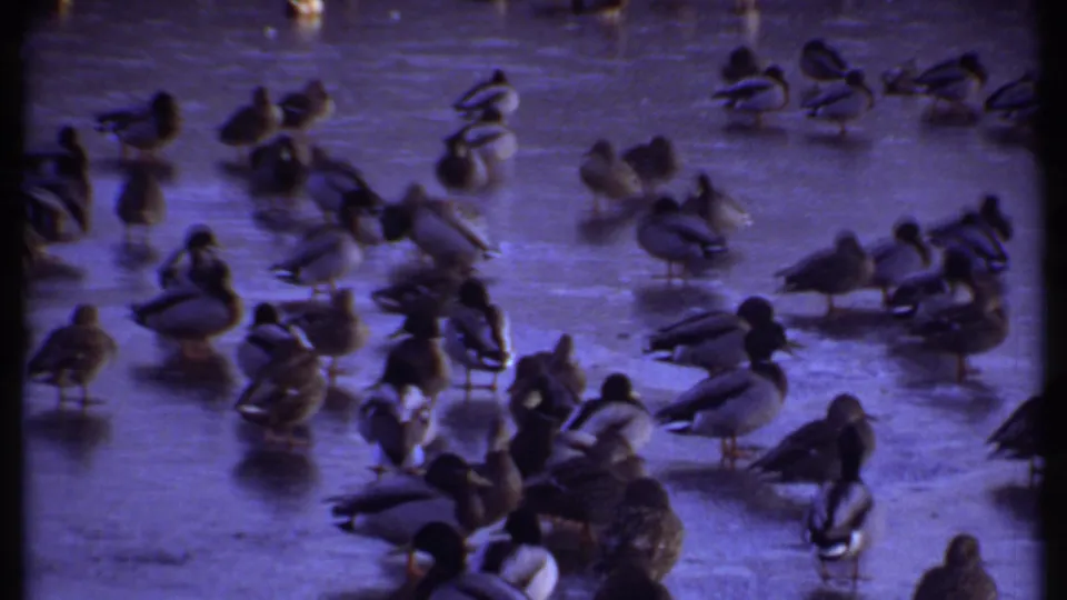 Many ducks gather across a frozen pond surface in the Ithaca winter scene, with mallards scattered over the ice.