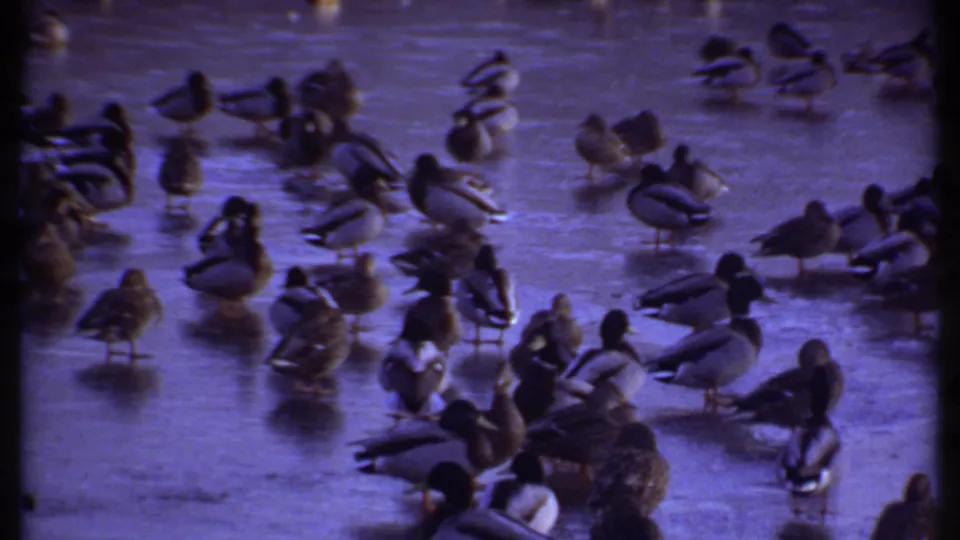 A wider view shows mallards clustered on frozen water in 1979 Ithaca, filmed with soft 8mm color and grain.