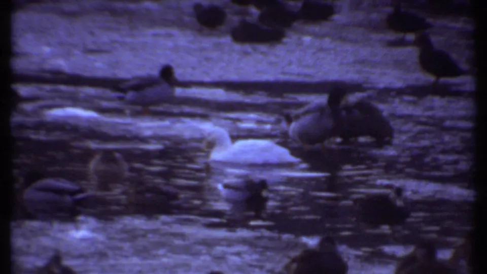 Ducks swim in dark thawing water near a white duck, with ice and shadowed birds visible in the 1979 Ithaca footage.