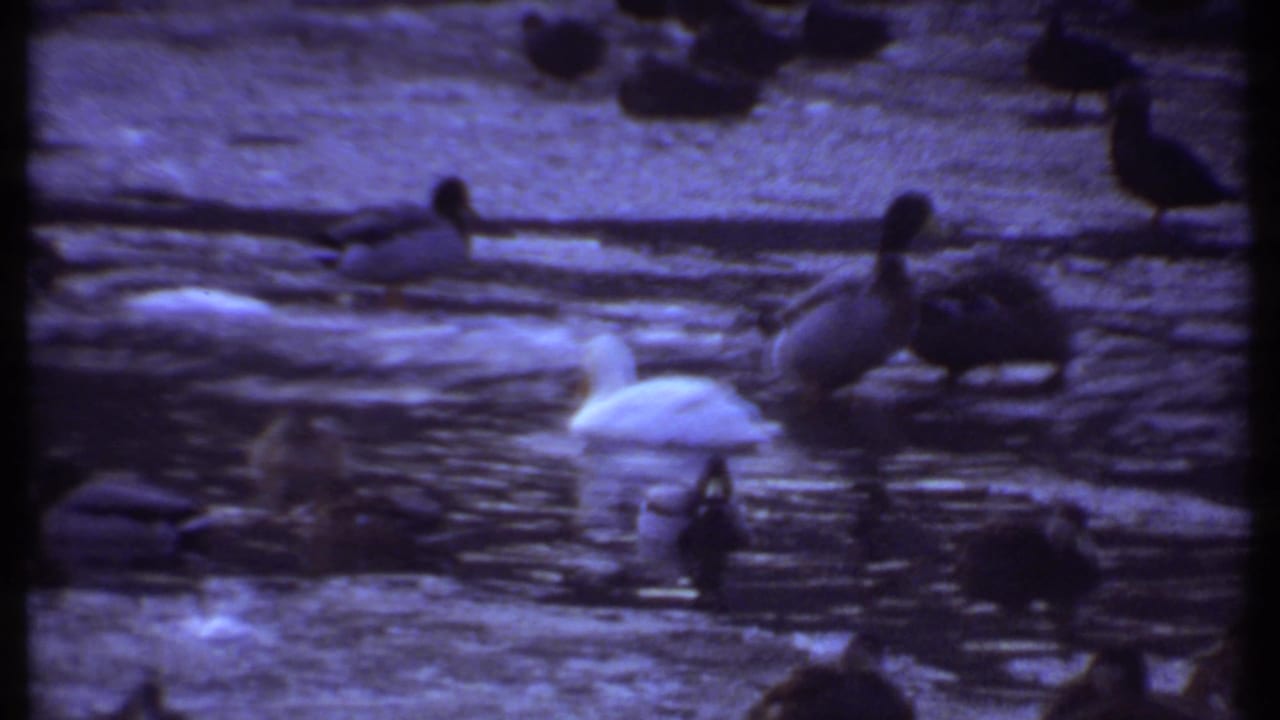1979 Ithaca home-movie frame showing several ducks on a pond, including a bright white duck among darker mallards in blue-tinted 8mm footage.