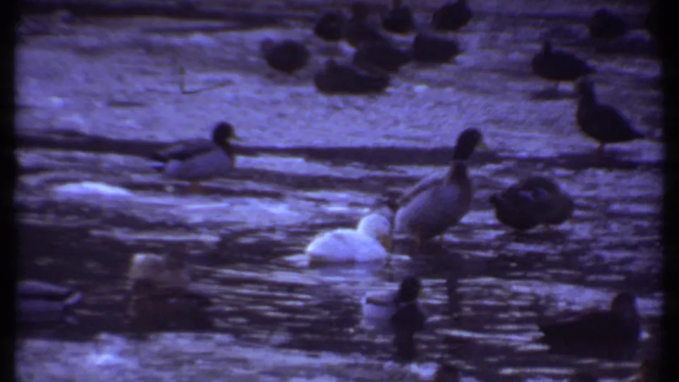 Blue-tinted 8mm frame from Ithaca in 1979 showing a white duck and mallards swimming near the shallow edge of a pond.
