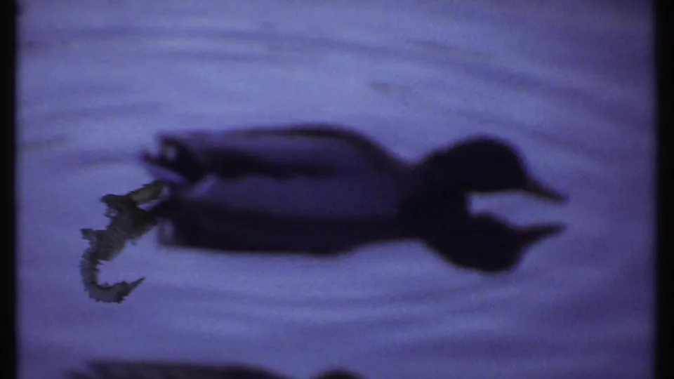 Close 8mm home-movie view of a mallard-like duck in dark silhouette, reflected on calm pond water in Ithaca, New York.