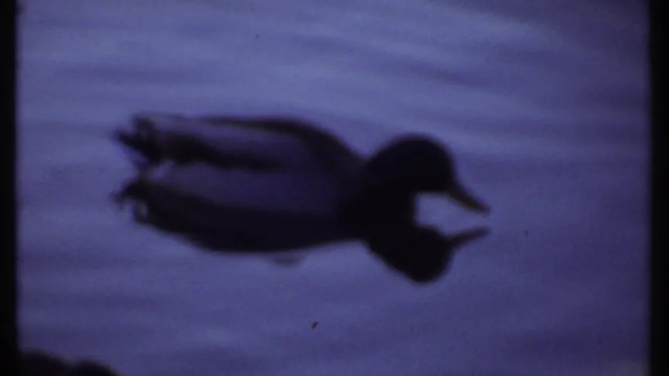 1979 Ithaca 8mm frame with a single dark duck silhouette on calm pond water, emphasizing reflection, soft focus, and cool color shift.