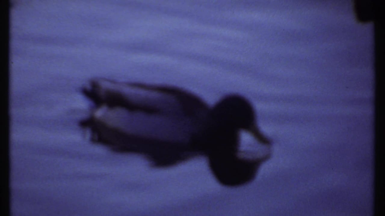Dark duck silhouette floating on still blue water.