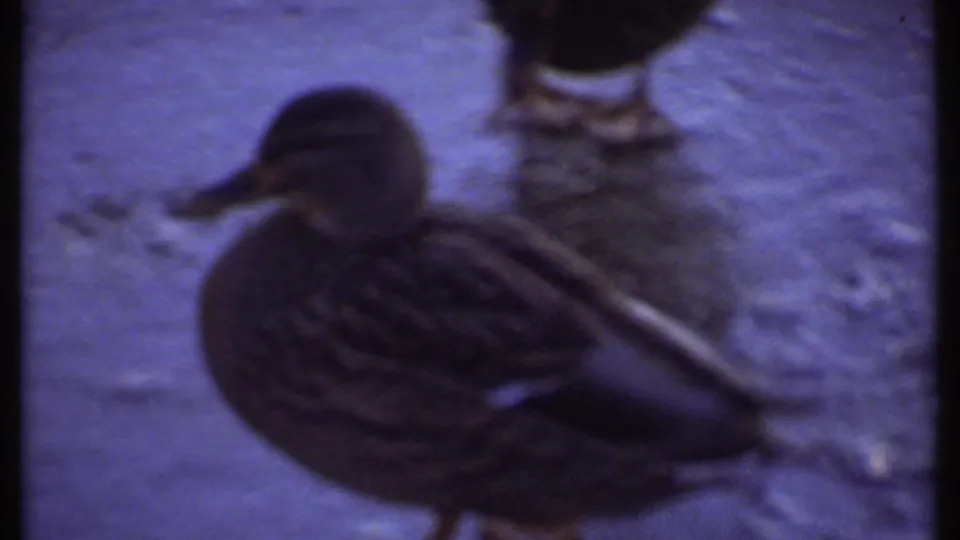 A mallard stands on an icy lake surface in the Ithaca winter scene, with another duck partly visible nearby.