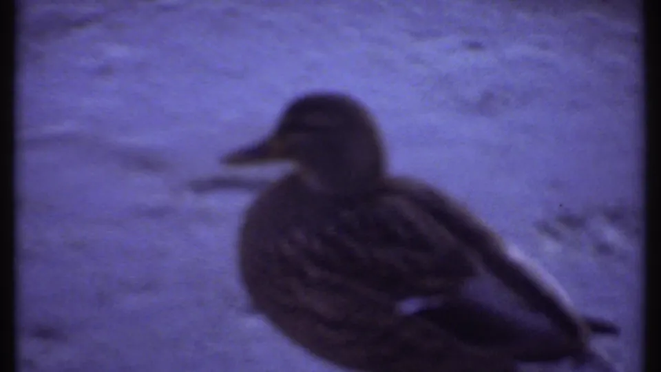 A close, softly focused view shows a mallard on the frozen lake surface in the 1979 Ithaca home-movie clip.