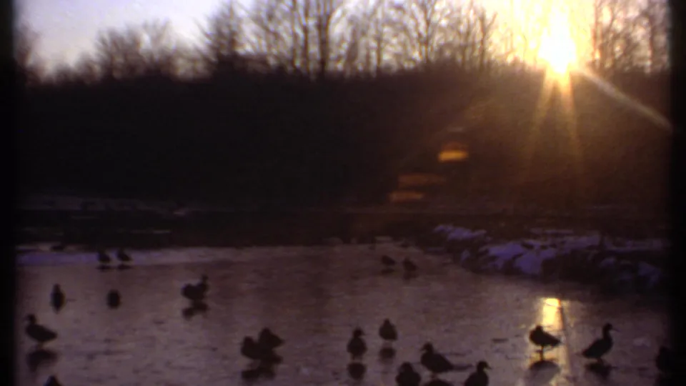 The sun shines over a winter lake in Ithaca as ducks gather on the water below bare trees and a dark shoreline.