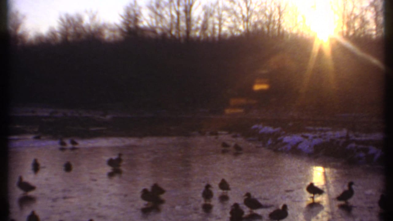 Ducks scattered across a frozen pond at sunrise with bare trees in the background.