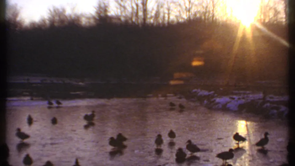 Ducks remain on the frozen pond in Ithaca, New York, with strong sun flare, bare trees, and snow along the shoreline.