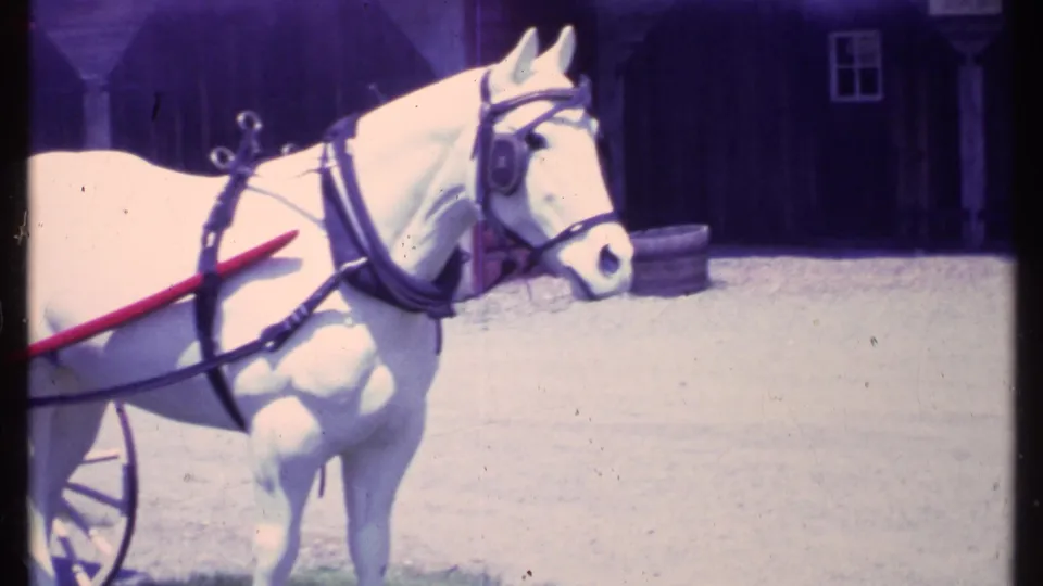 White horse in harness stands beside red carriage shafts at a Vermont heritage setting filmed in 1984.