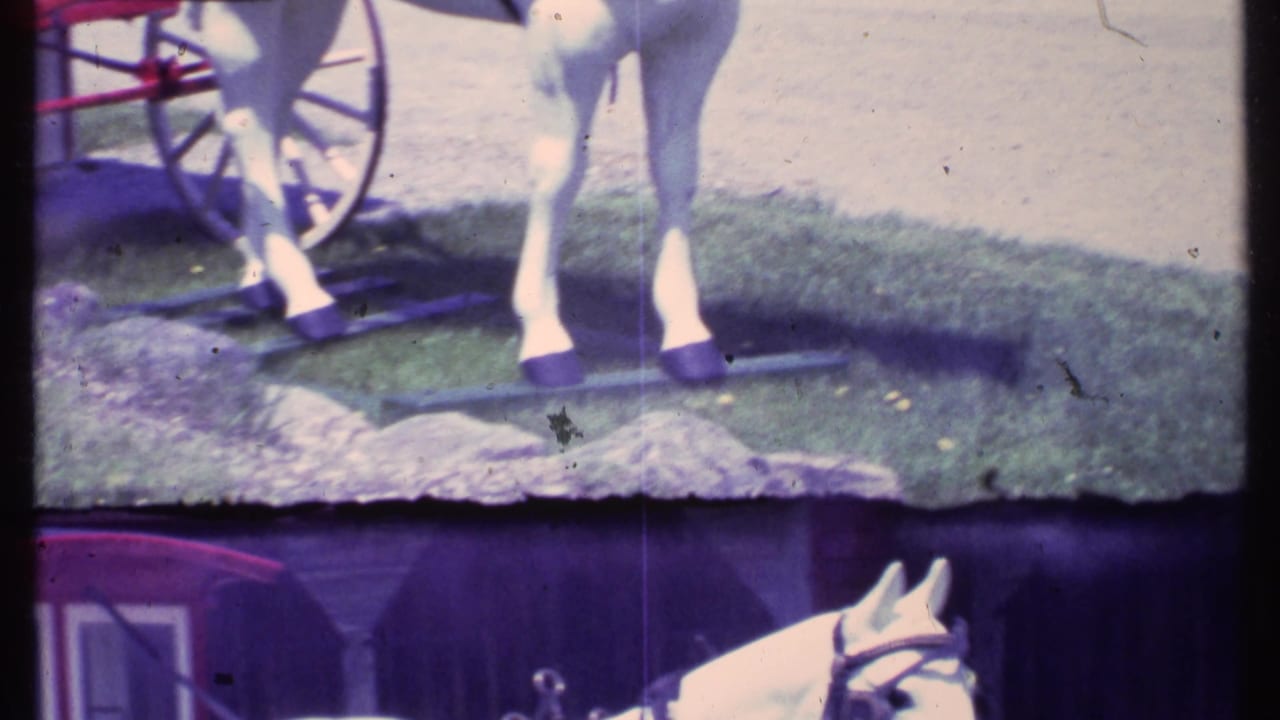 Horse legs and carriage wheel beside grass, stones, and a light gravel path.