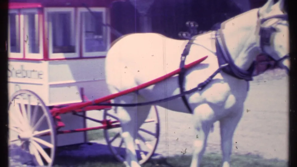 White harnessed horse stands before a red and white carriage with partial Shelburne lettering, Vermont, 1984.
