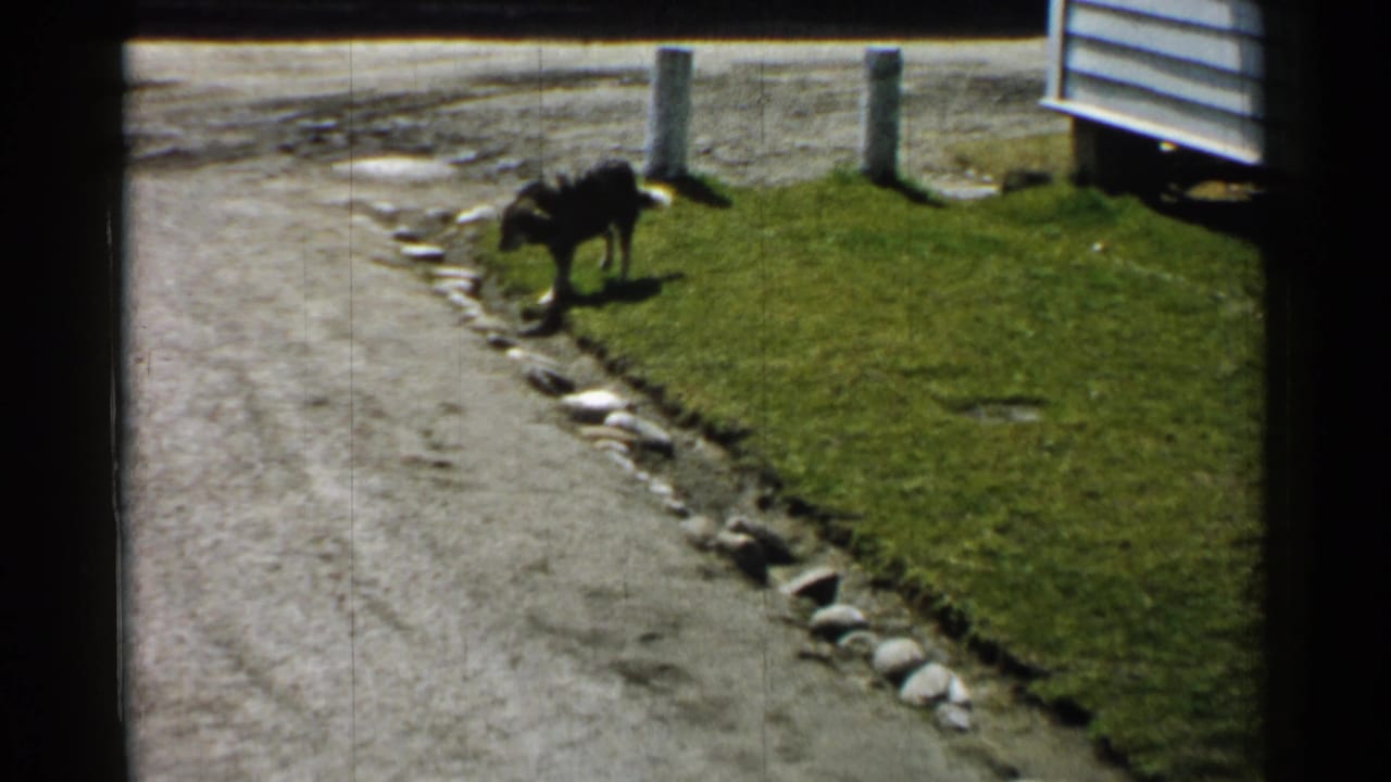 Dark dog standing near a grass edge beside a paved path and stones.