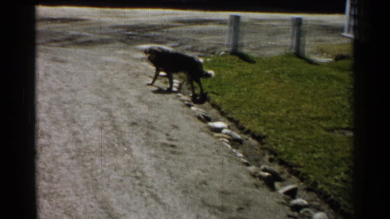 The dark dog moves along the paved path edge, with green grass, rounded stones, and upright markers behind it.