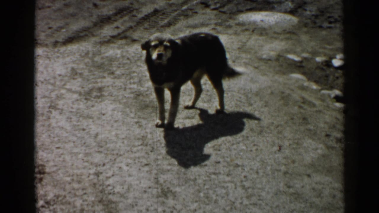 The dog turns toward the camera on a paved street or path, casting a strong shadow across the light ground.