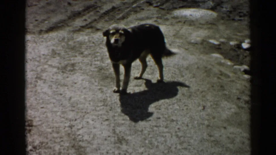 The dog turns toward the camera on a paved street or path, casting a strong shadow across the light ground.