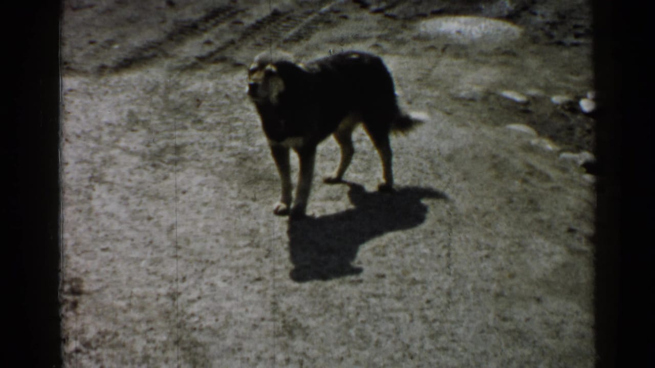 Dark dog standing on a dusty path with a sharp shadow.