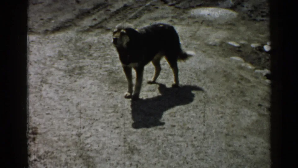 Older dark dog stands on a sunlit dirt path in 1952 Japan home-movie footage.