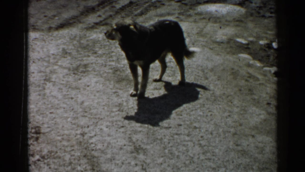 Dog stands alert on a bright dirt path, seen in grainy 8mm footage from Japan.
