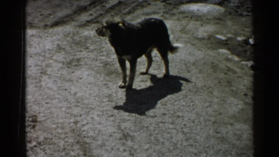 Dog stands alert on a bright dirt path, seen in grainy 8mm footage from Japan.
