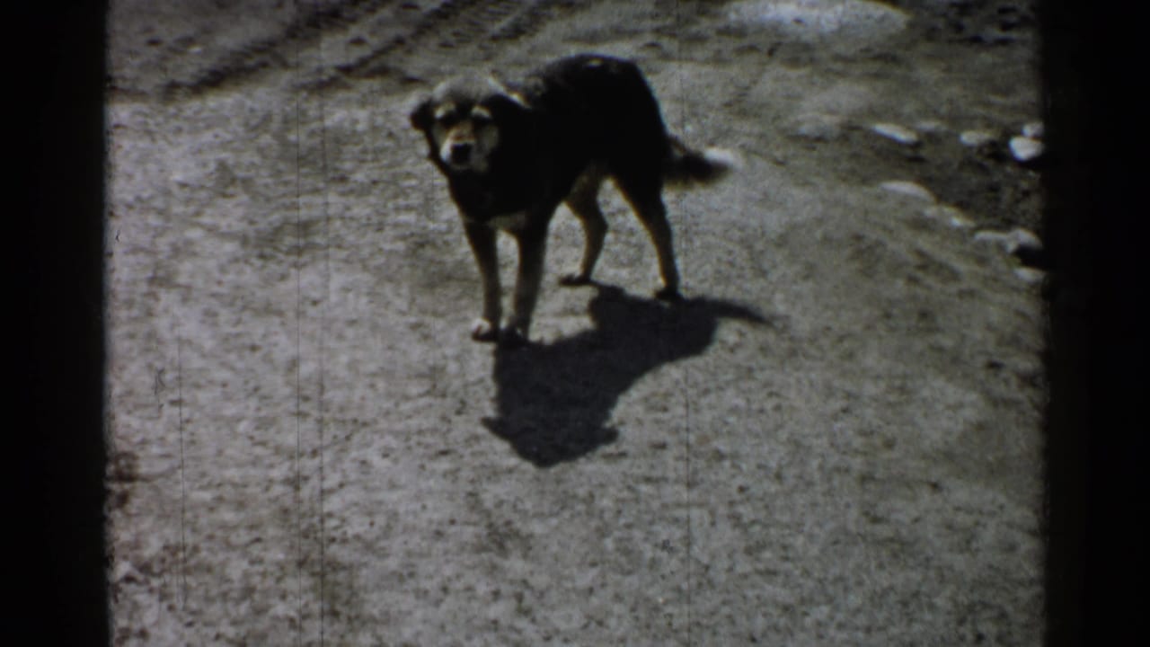 Older dog faces the camera on a dirt path, with 8mm grain and dark frame edges visible.