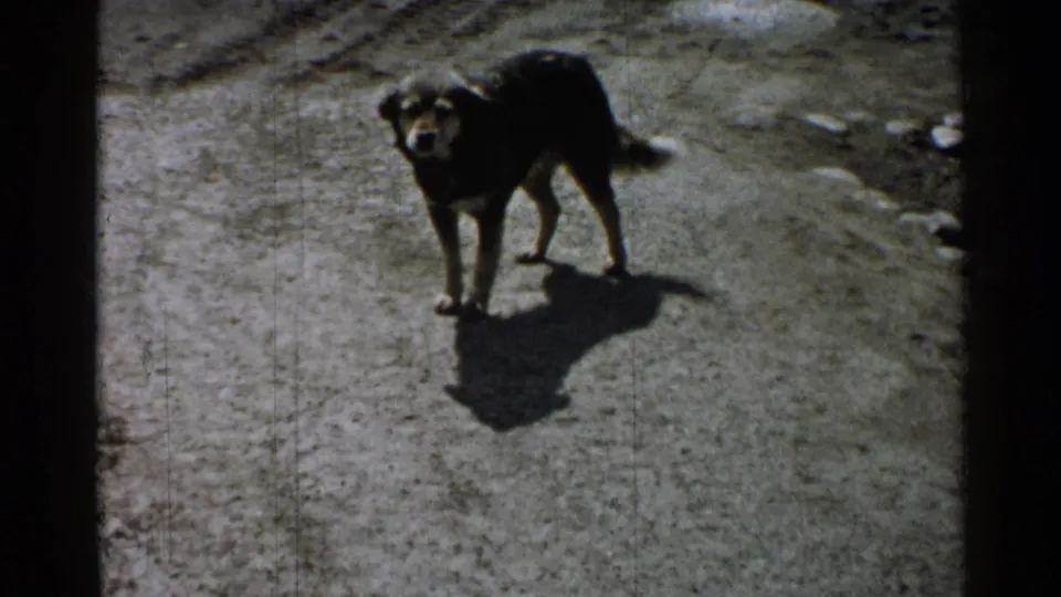 Older dog faces the camera on a dirt path, with 8mm grain and dark frame edges visible.