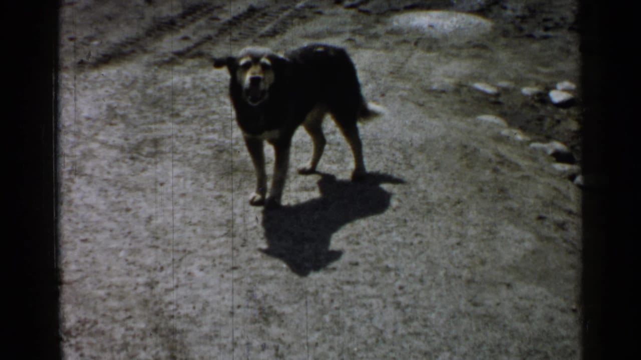 A dark dog stands alert on a sunlit dirt path in a vintage Japan 8mm home movie.