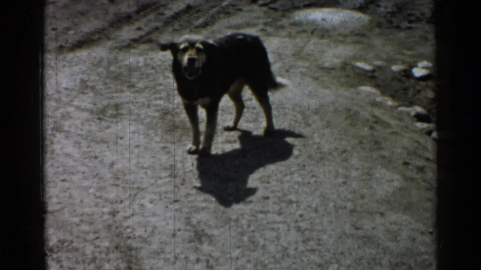 A dark dog stands alert on a sunlit dirt path in a vintage Japan 8mm home movie.