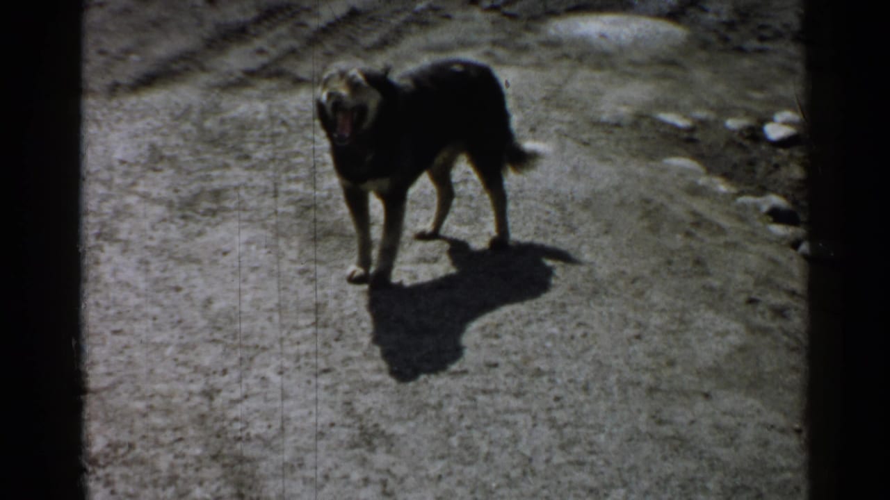 Black dog appears to bark on a bright dirt path in 1952 Japan home-movie footage, with its shadow cast across the ground.