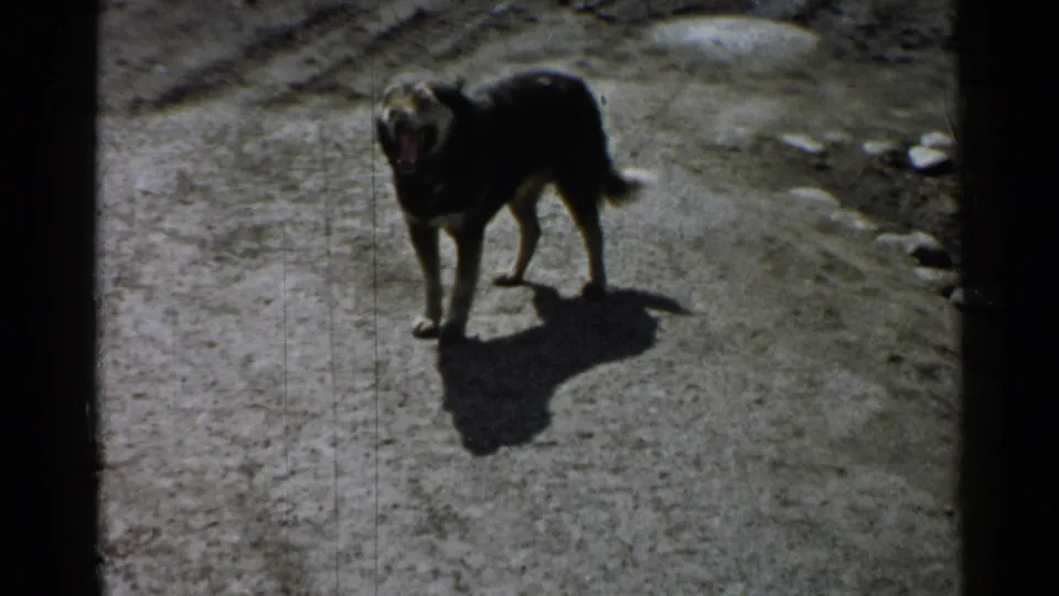 Black dog appears to bark on a bright dirt path in 1952 Japan home-movie footage, with its shadow cast across the ground.