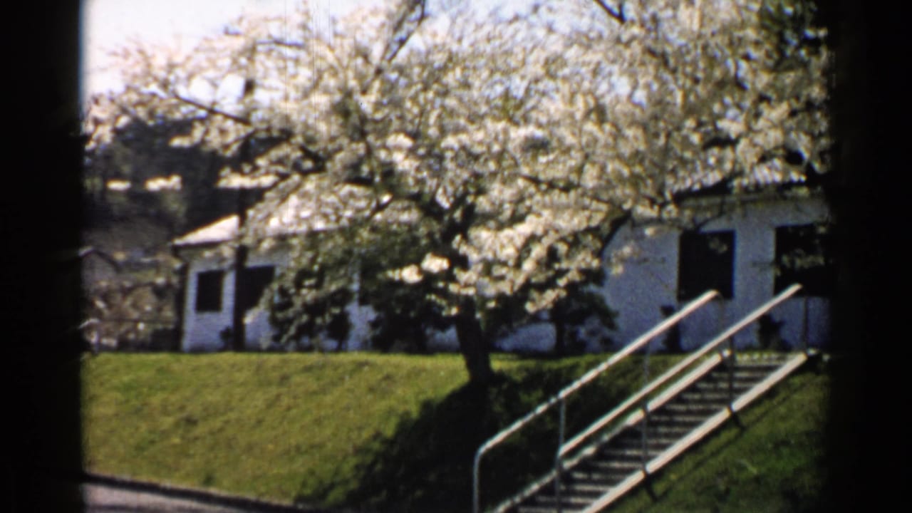White building and tree branches beside stairs with metal railings.