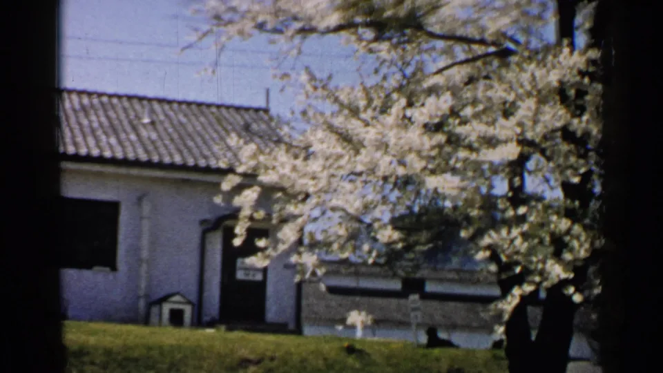 1952 Japan residential exterior with flowering tree, white house, tiled roof, green lawn, doorway, and small doghouse.