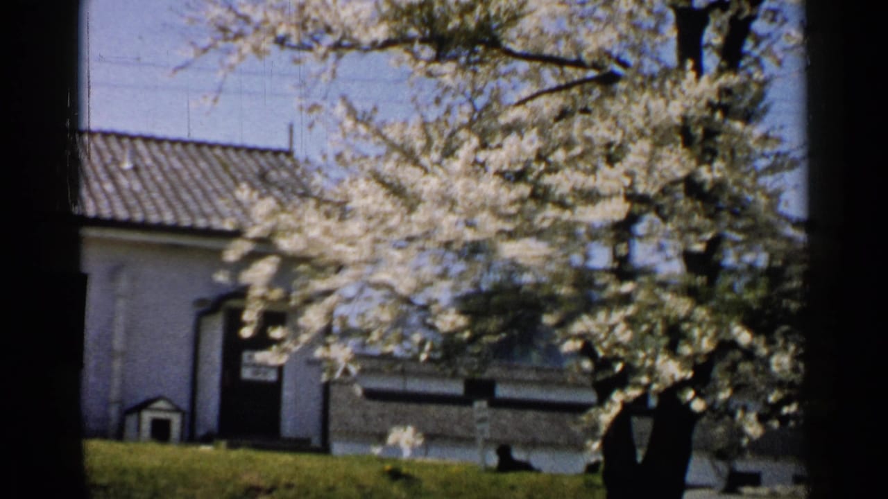 1952 Japan 8mm frame of pale blossoms on a tree above a tiled-roof house, low wall, blue sky, and grass.