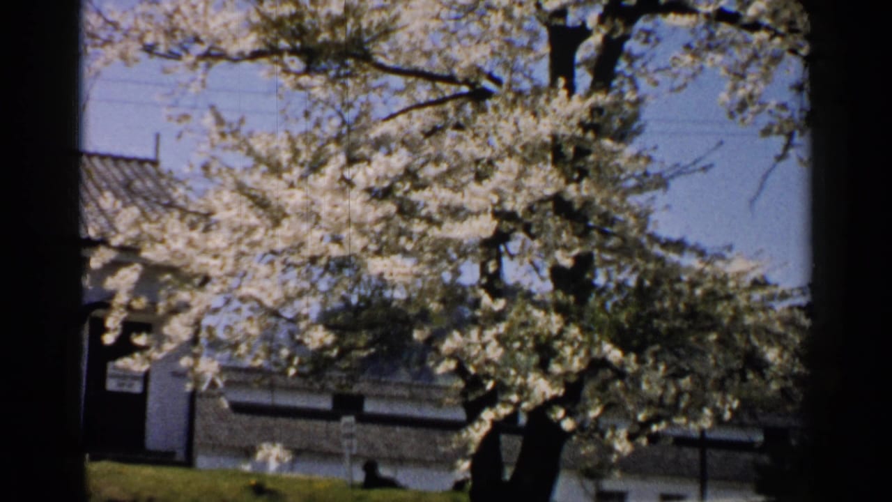 Flowering branches hang over a house exterior, wall, lawn, and clear sky.