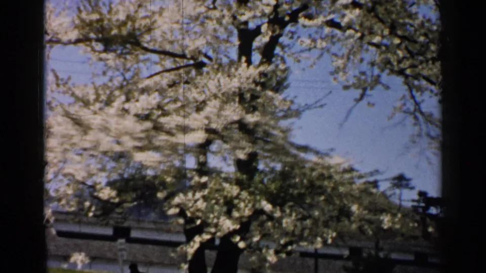1952 Japan 8mm still looking through dense pale blossoms toward sky, roofline, and a low residential wall.