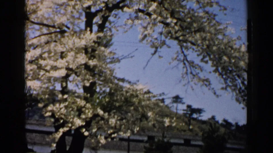 1952 Japan home-movie frame of a blooming tree and dark trunk above a tiled roof, low wall, and blue sky.