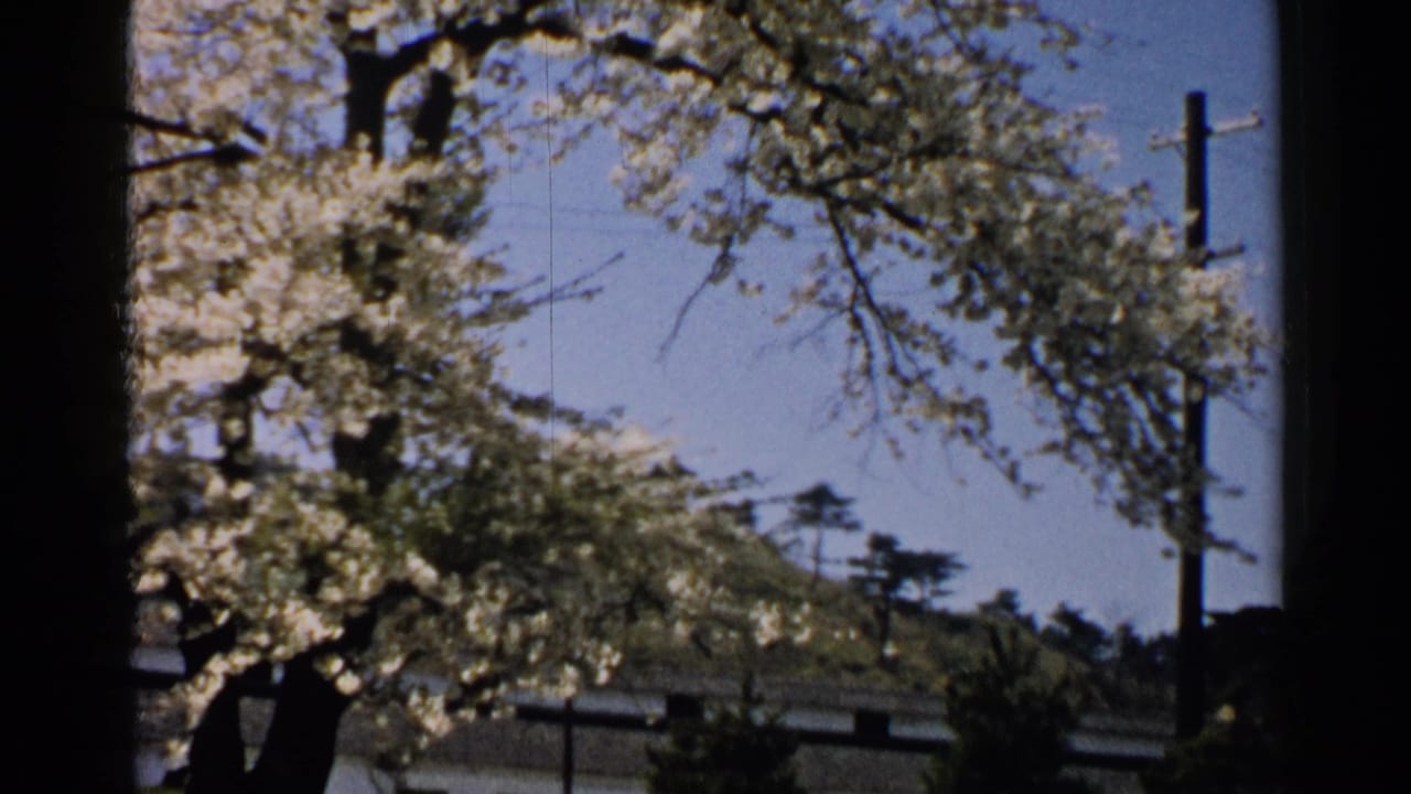 Flowering tree branches, blue sky, hillside, utility poles and low rooftops.