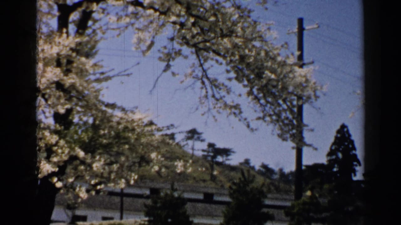 Blossom canopy, blue sky, utility pole, hillside trees and low buildings.
