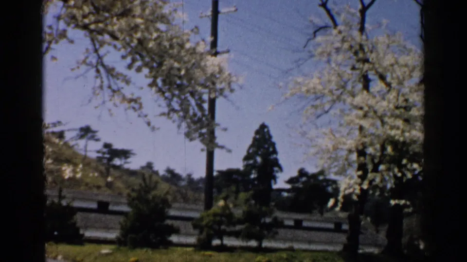 Japan 1952 home-movie frame with blossoms on both sides, a utility pole, blue sky, hills and low buildings.
