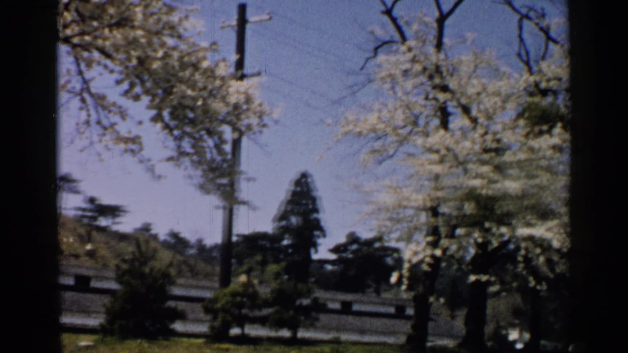 White-blossomed tree beside utility poles, low wall, grass, and blue sky.