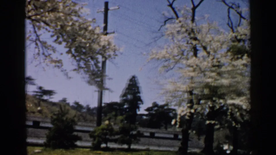 1952 Japan 8mm frame showing a white-blossomed tree near utility poles, a low wall, grass, and clear blue sky.