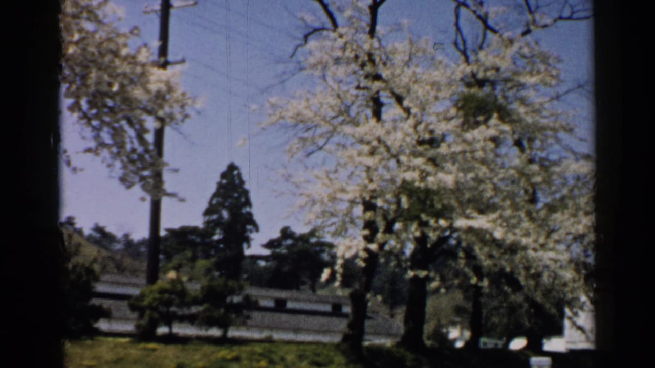 1952 Japan home-movie frame of pale spring blossoms over grass, with utility poles, dark evergreens, and a low wall behind.