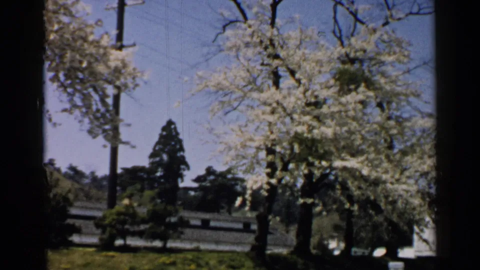 1952 Japan home-movie frame of pale spring blossoms over grass, with utility poles, dark evergreens, and a low wall behind.