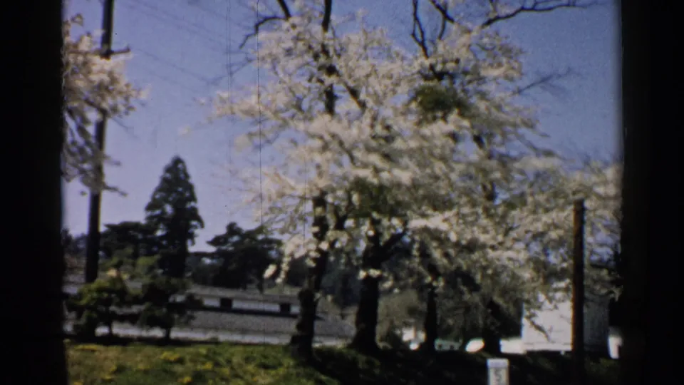 1952 Japan 8mm frame showing a large flowering tree over grass, with a utility pole, low wall, and blue sky in view.